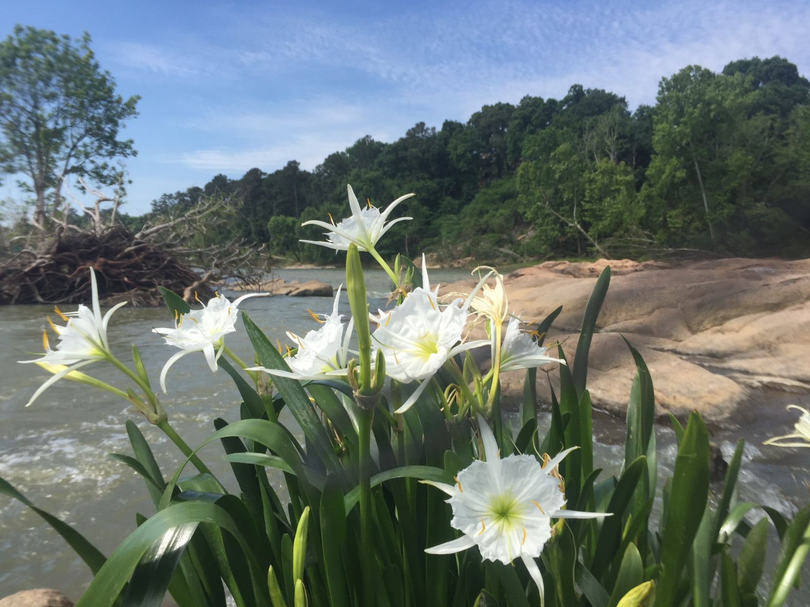 Rocky Shoals Spider Lilies (copy)